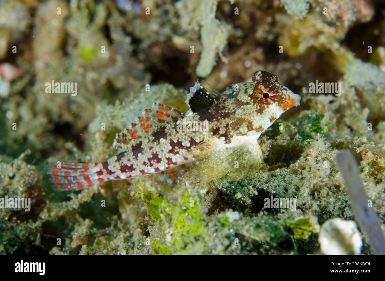 Female Moyer's Dragonet, Synchiropus moyeri, Laha dive site, Ambon, Maluku, Indonesia, Banda SeMoyer's Dragonet (Synchiropus moyeri), Stock Photo