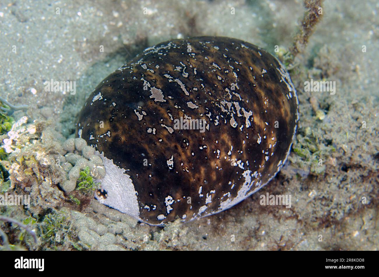 White-rumped Sea Cucumber, Actinopyga lecanora, Laha dive site, Ambon, Maluku, Indonesia, Banda Sea Stock Photo
