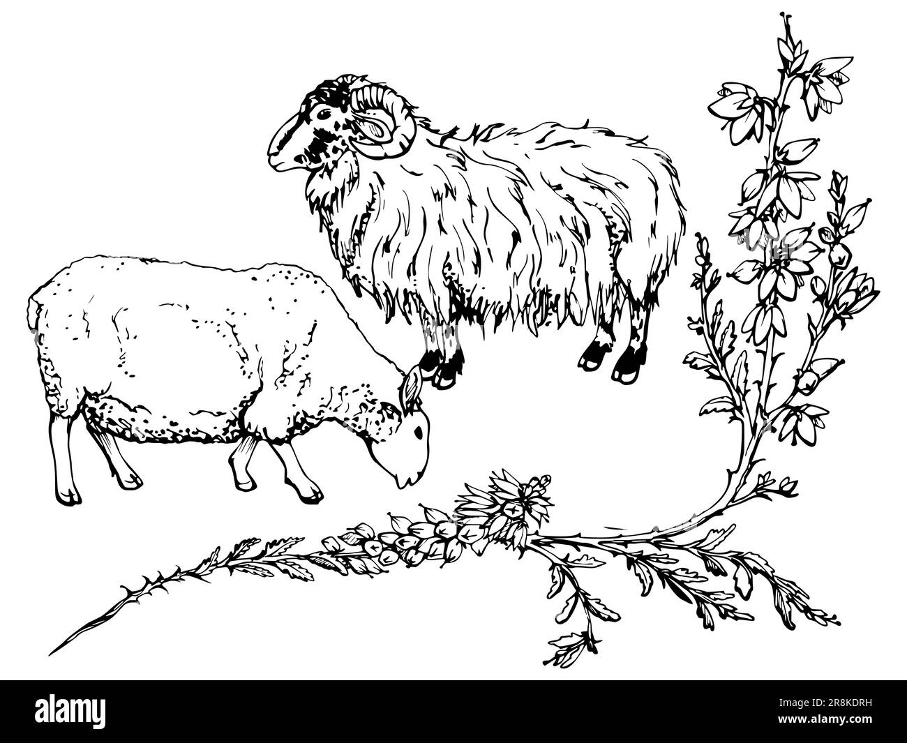 Heather Sheep Stock Vector Images Alamy heather-sheep-stock-vector-images-alamy