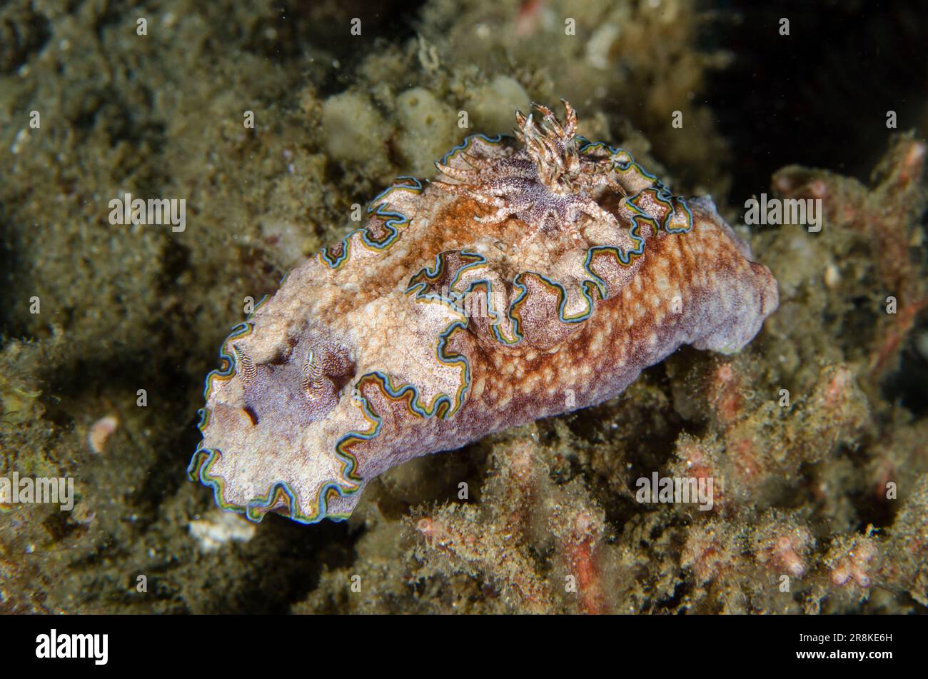 Girdled Glossodoris Nudibranch, Glossodoris cincta, Rhino City dive site, Ambon, Maluku, Indonesia, Banda Sea Stock Photo