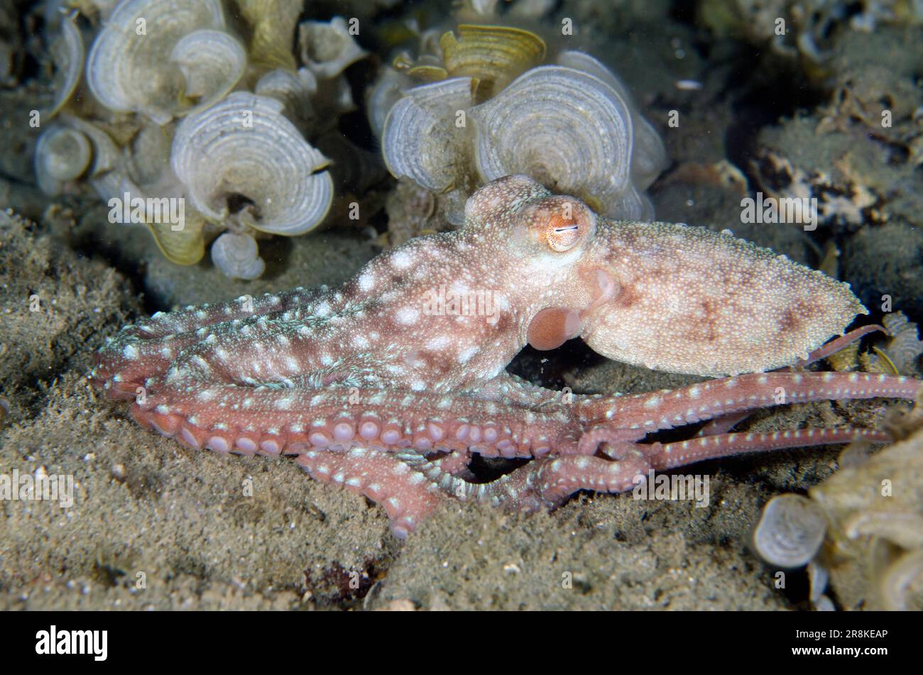 Starry Night Octopus, Callistoctopus luteus,  night dive, Laha dive site, Ambon, Maluku, Indonesia, Banda Sea Stock Photo