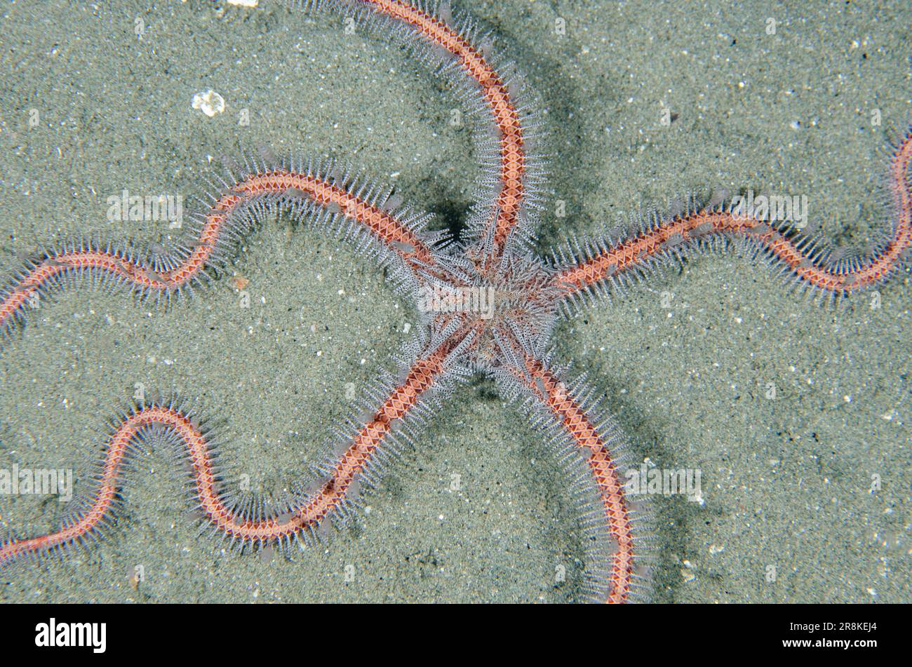 Brittle Star, Ophiothrix sp, on sand, night dive, Laha dive site, Ambon, Maluku, Indonesia, Banda Sea Stock Photo