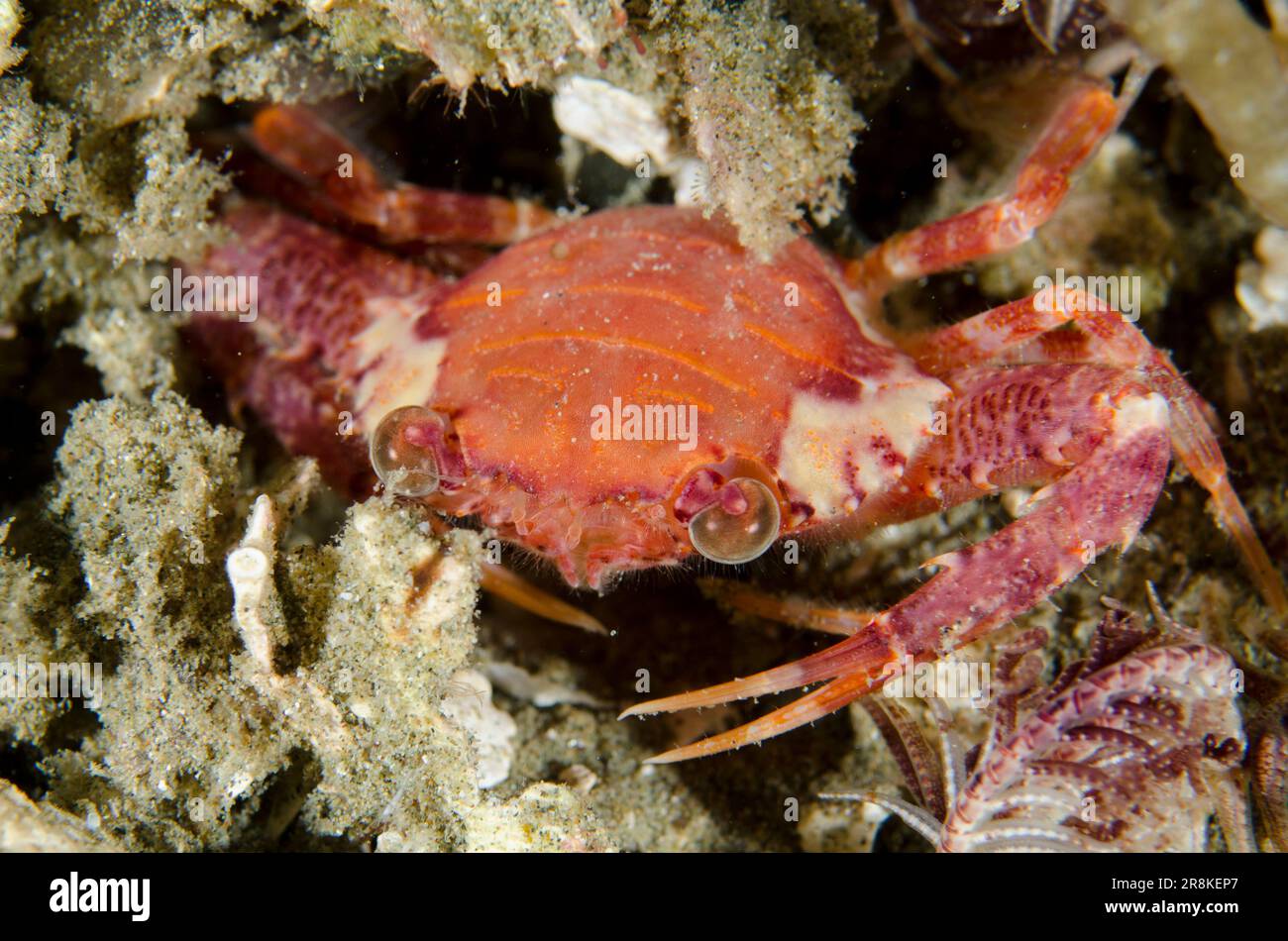 5-spine Swimming Crab, Lupocyclus quinquedentatus, night dive, Laha dive site, Ambon, Maluku, Indonesia, Banda Sea Stock Photo