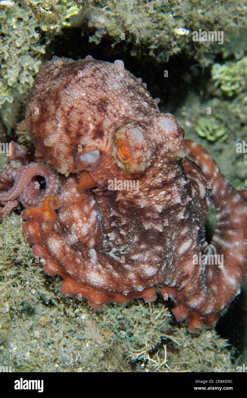Starry Night Octopus, Callistoctopus luteus, night dive, Laha dive site, Ambon, Maluku, Indonesia, Banda Sea Stock Photo