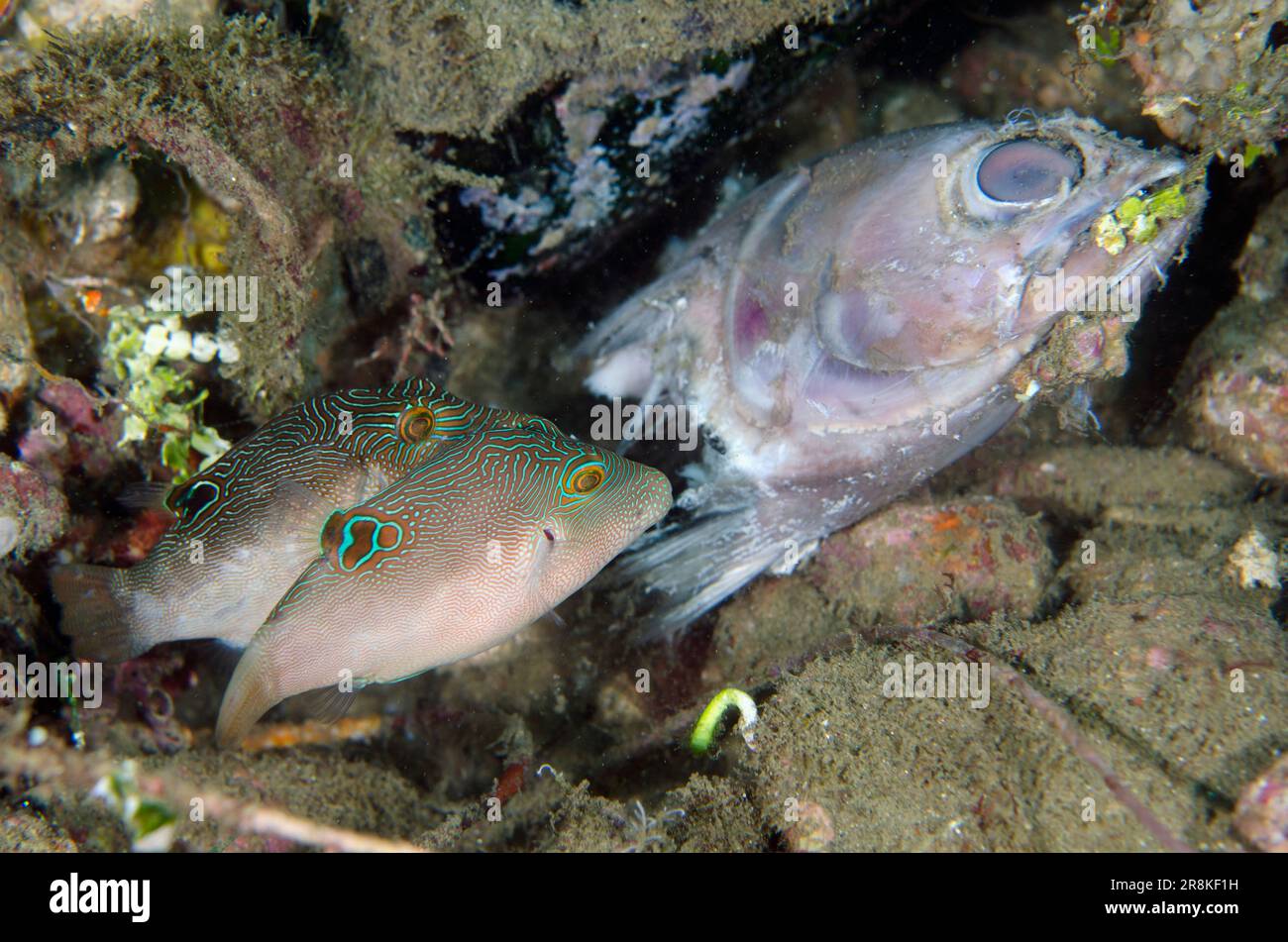 Compressed Toby, Canthigaster compressa, pair feeding on discarded fish ...