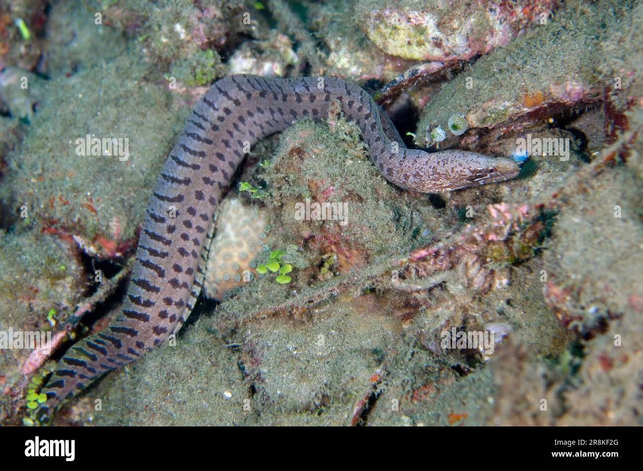 Free-swimming Bartail Moray, Gymnothorax zonipectus, Laha dive site, Ambon, Maluku, Indonesia, Banda Sea Stock Photo