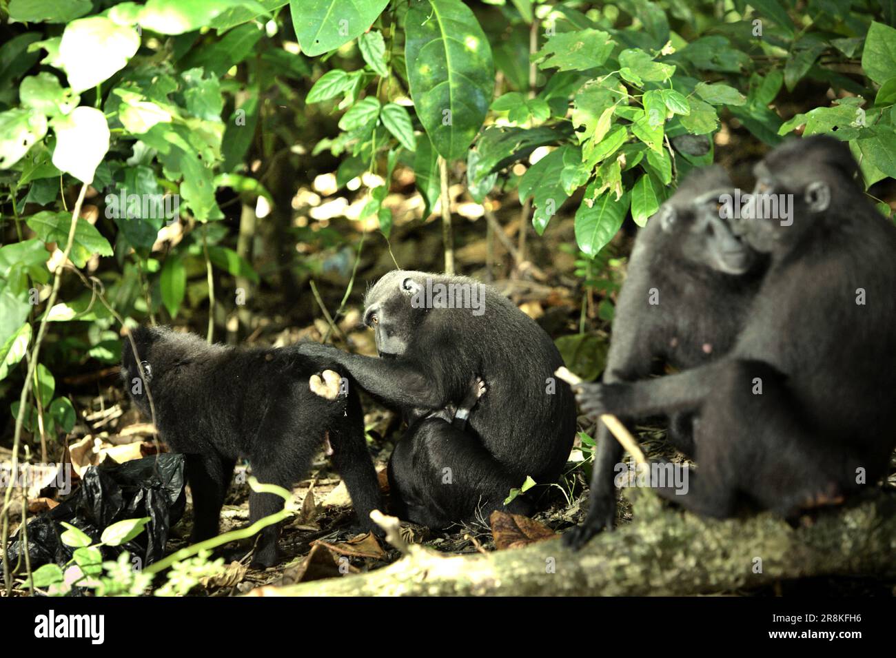 Sulawesi black-crested macaques (Macaca nigra) are having social activities in Tangkoko Nature Reserve, North Sulawesi, Indonesia. Climate change may reduce the habitat suitability of primate species, that could force them to move out of safe habitats and face more potential conflicts with human, scientists say. Stock Photo