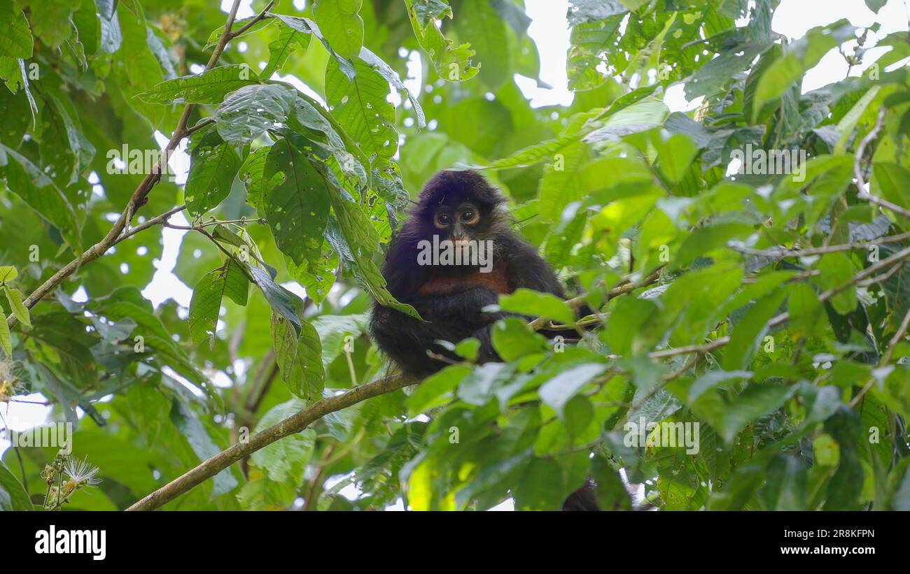 baby spider monkey sits in a tree at corcovado national park Stock