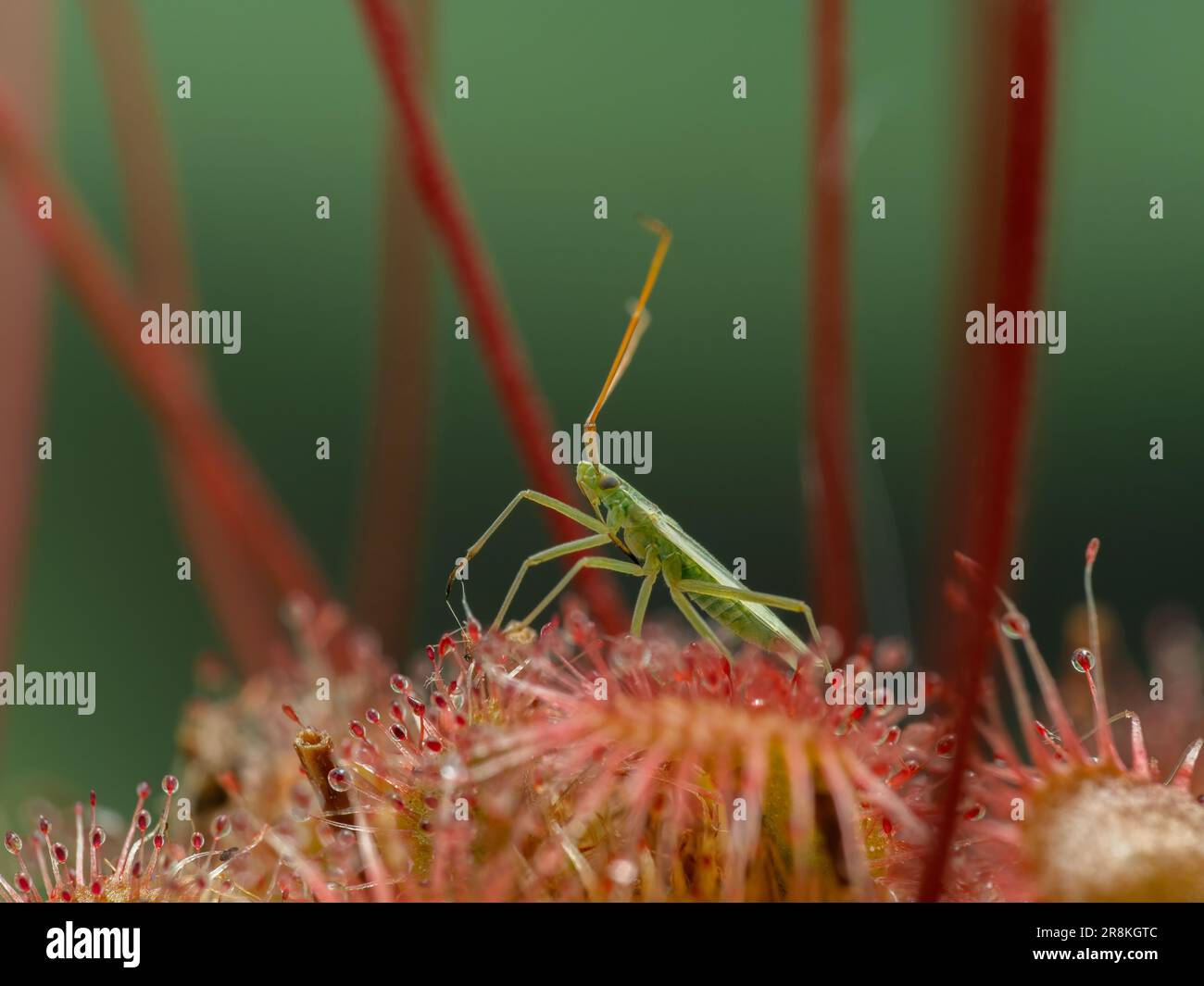 a tiny green bug (Hemiptera) that has been trapped on the leaf of a spoon-leaved sundew plant (Drosera spatulata), surrounded by upright flower stems Stock Photo