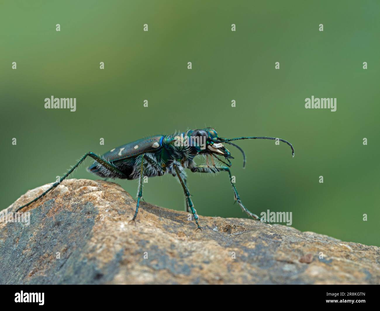 Predatory western tiger beetle (Cicindela oregona) perched on a rock, Richmond, BC, Canada Stock Photo