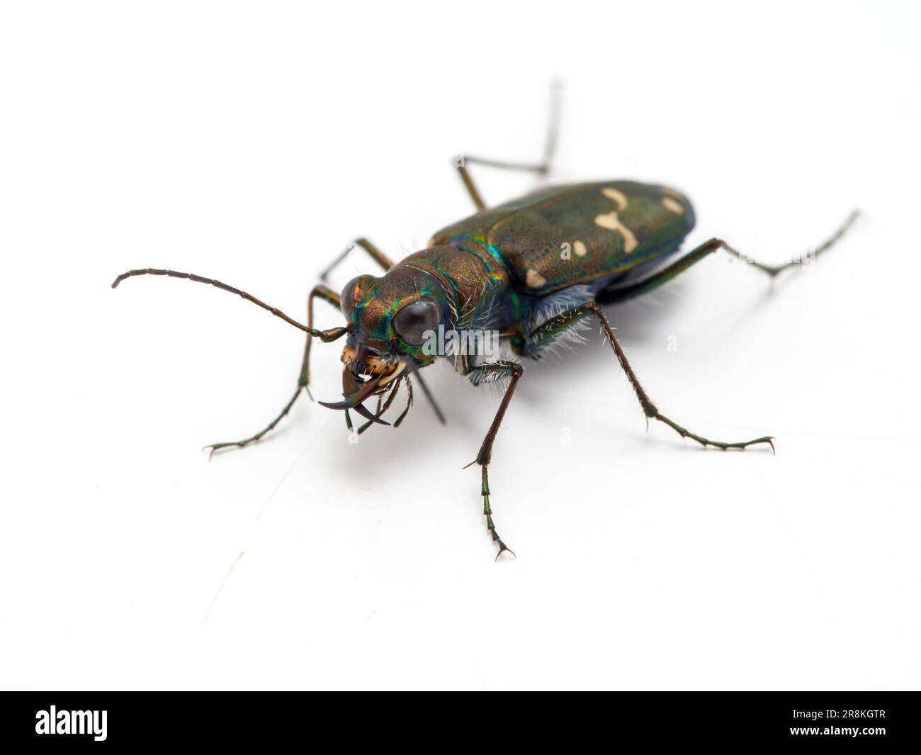 Western tiger beetle (Cicindela oregona), isolated on white Stock Photo