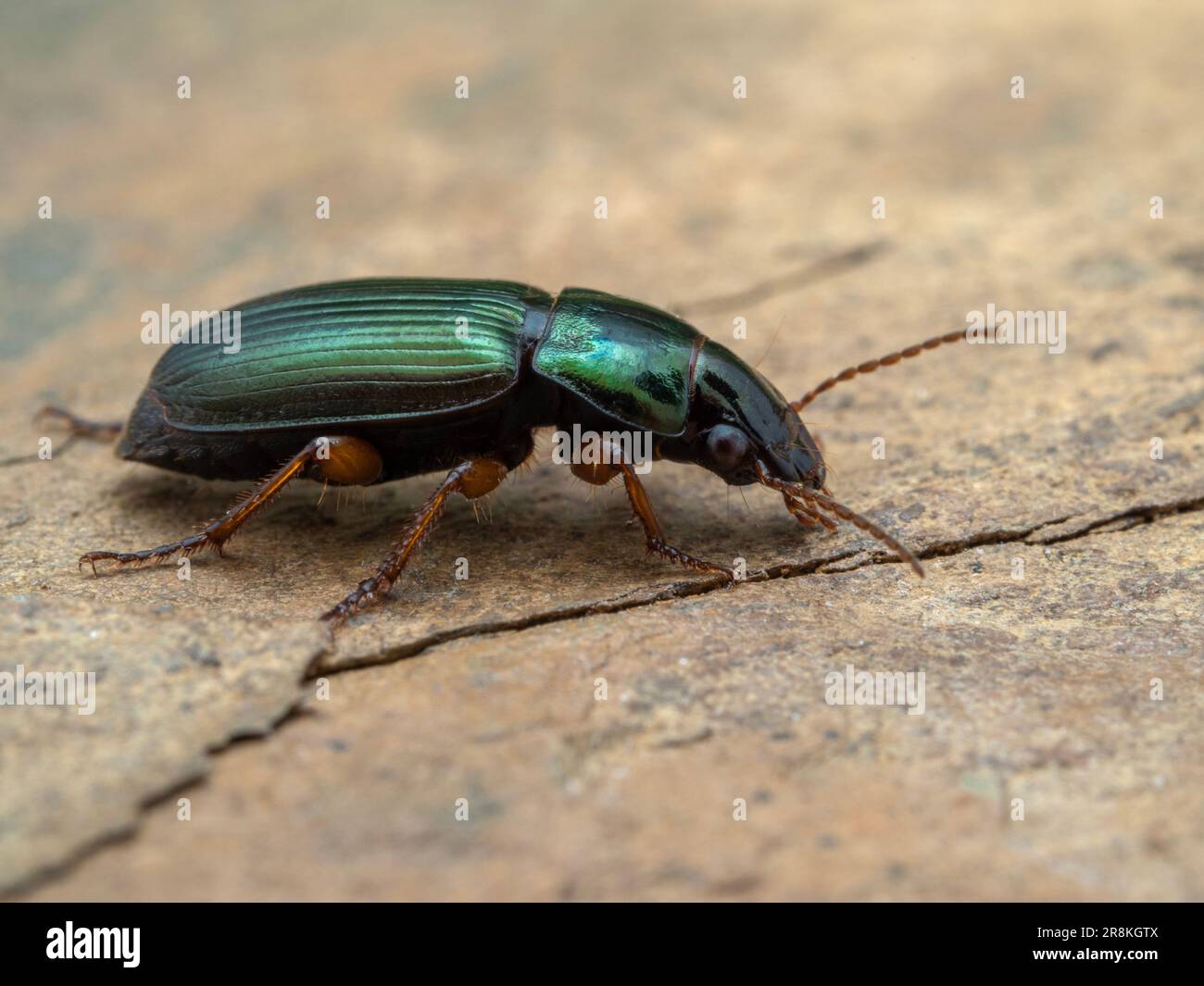 Colorful green european ground beetle (Harpalus affinis). This species has been introduced to North America. Stock Photo
