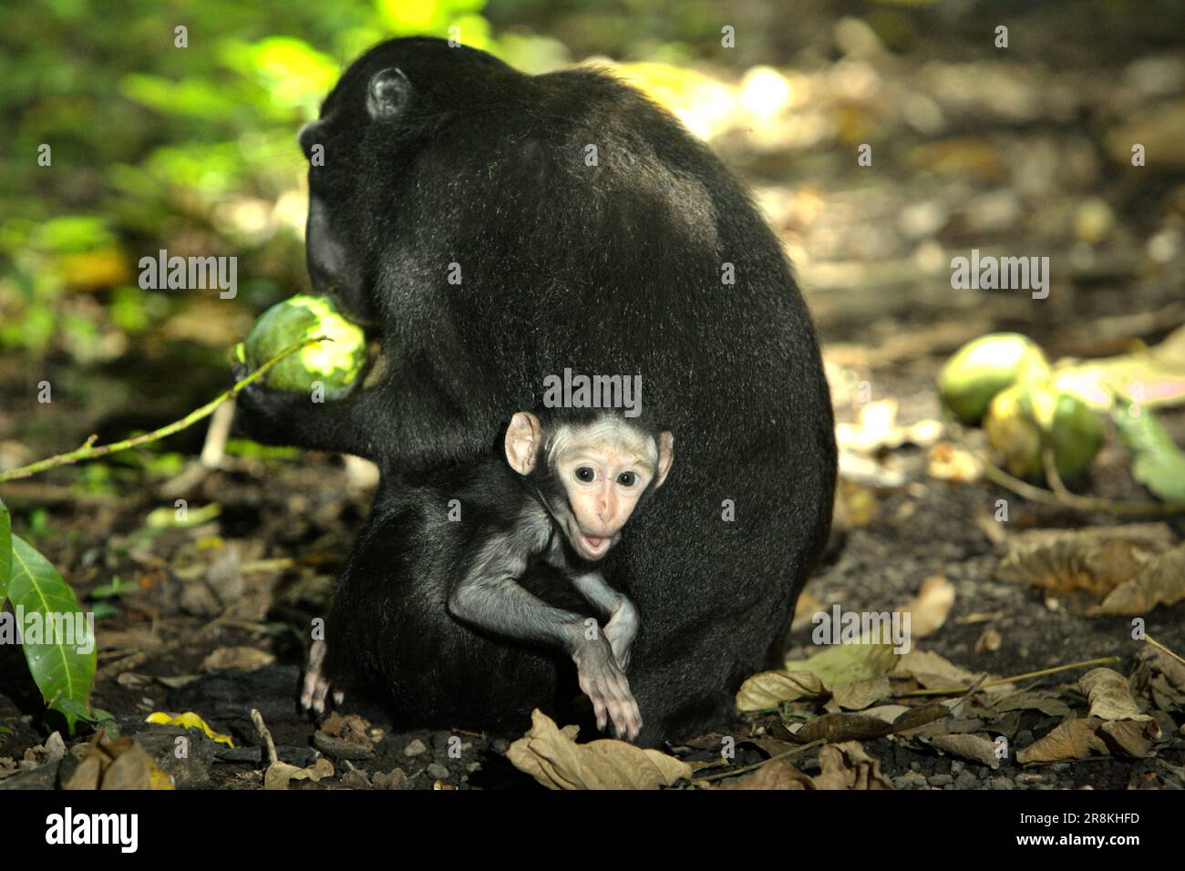 An offspring of Sulawesi black-crested macaque (Macaca nigra) stares at camera as it is being taken care of its mother, that is having a fruit while sitting on the ground in Tangkoko forest, North Sulawesi, Indonesia. Being one of the 25 most endangered primates on earth, Macaca nigra is predicted to be going extinct in 2050, according to the website of Macaca Nigra Project. The species is facing the threats of poaching, habitat loss, and climate change. Stock Photo