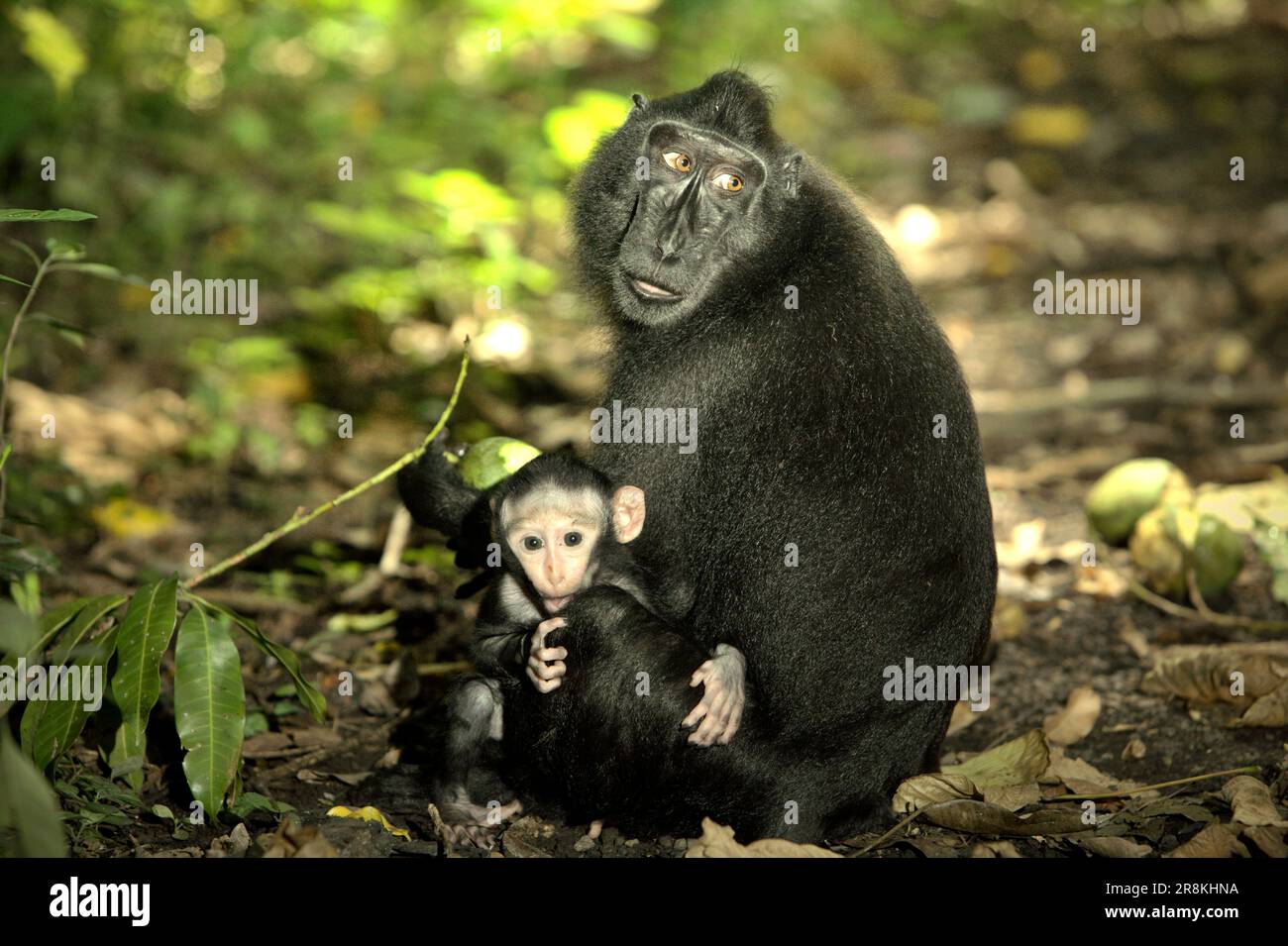 An offspring of Sulawesi black-crested macaque (Macaca nigra) stares at camera as it is being taken care of its mother, that is having a fruit while sitting on the ground in Tangkoko forest, North Sulawesi, Indonesia. Being one of the 25 most endangered primates on earth, Macaca nigra is predicted to be going extinct in 2050, according to the website of Macaca Nigra Project. The species is facing the threats of poaching, habitat loss, and climate change. Stock Photo