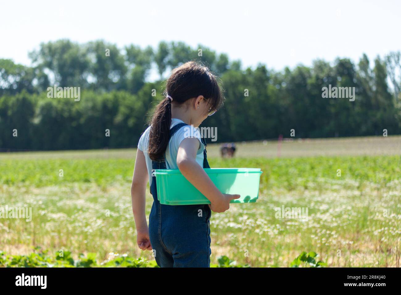 Little girl picking strawberries in the field on a sunny summer day ...