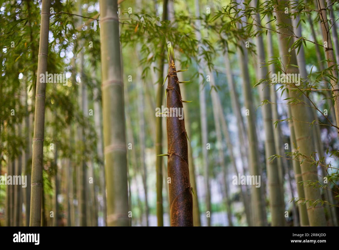 Bamboo Shoot Grown up Stock Photo