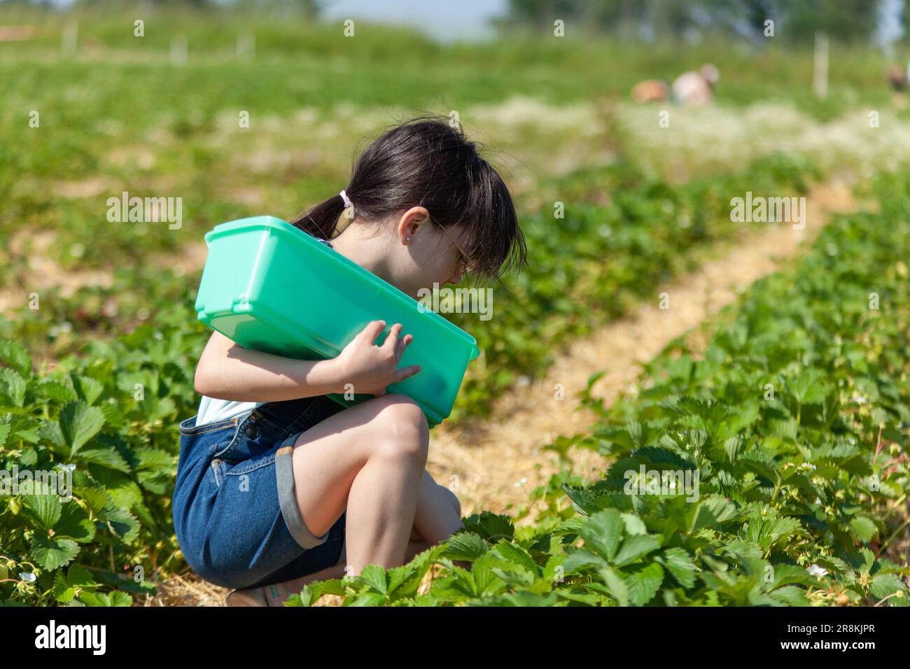 Cute little girl picking strawberries in a field on a sunny summer day ...