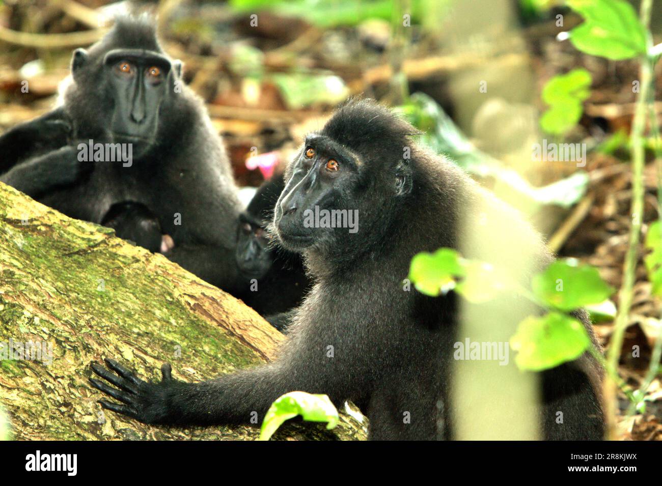 Crested macaques (Macaca nigra) in Tangkoko Nature Reserve, North