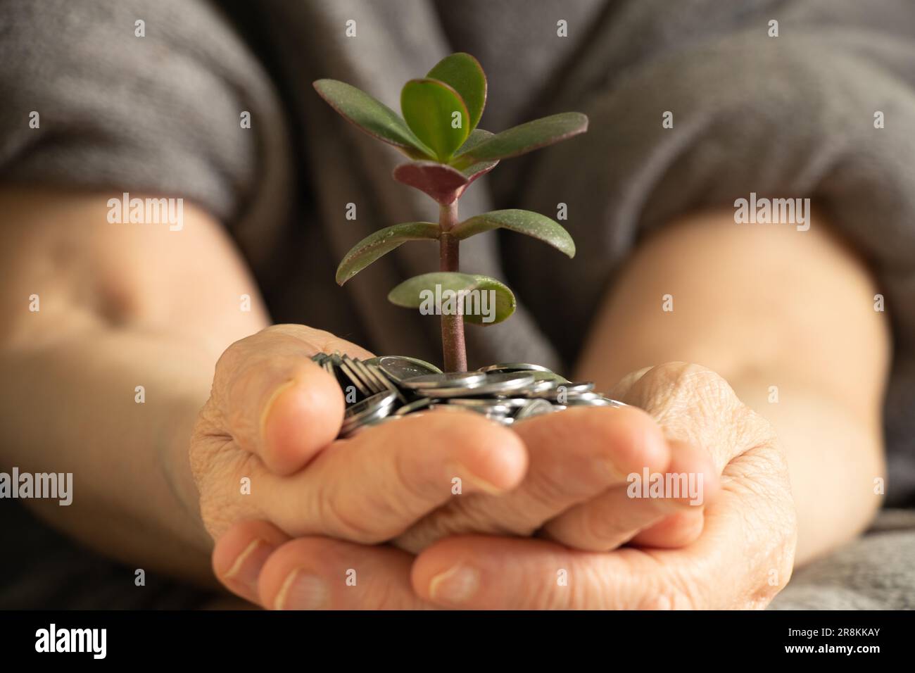 An elderly woman holds small coins and a flower sprout in her hands close-up, the growth of cash, income Stock Photo