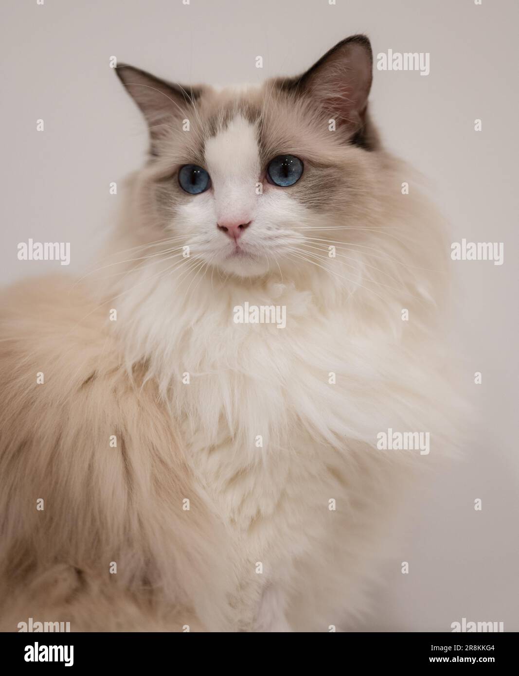 A beautiful white ragdoll cat with mesmerizing blue eyes on the white background Stock Photo Alamy