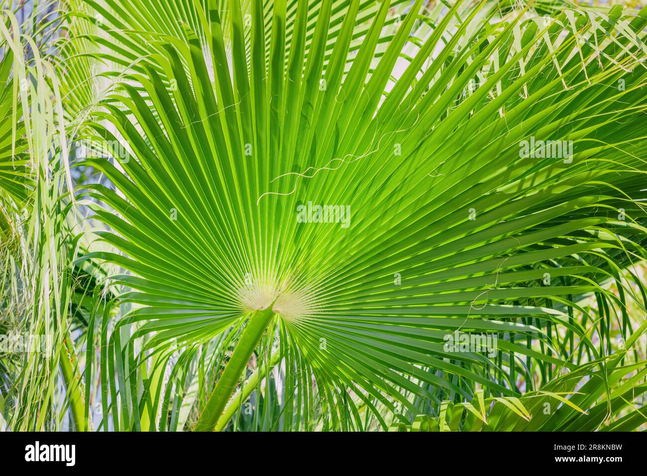 Exotic palm leaf close-up view. Tropical flora concept Stock Photo - Alamy