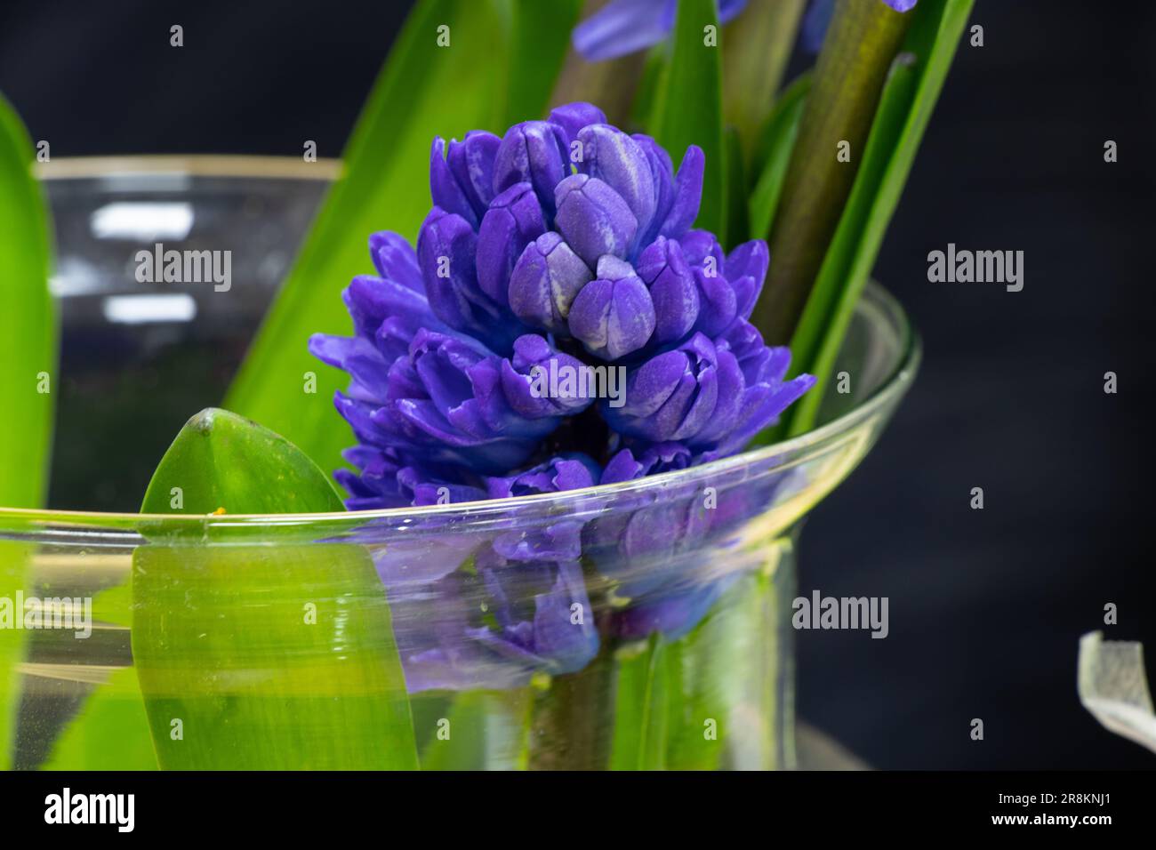 Hyacinth/The Blue Fairy, Wiki