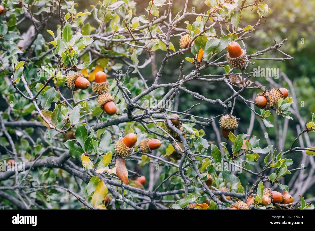 A cluster of Kermes oak acorns dangles from a tree branch, showcasing ...