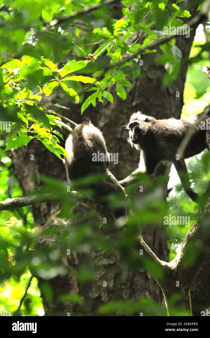 Sulawesi black-crested macaques (Macaca nigra) are having an