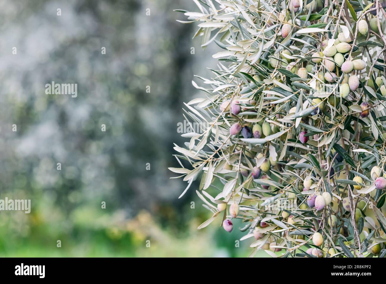 The branch is adorned with olives in various stages of ripeness, from
