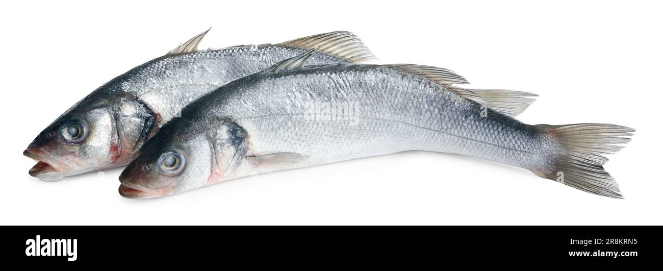 Fresh sea bass fish on white background Stock Photo - Alamy