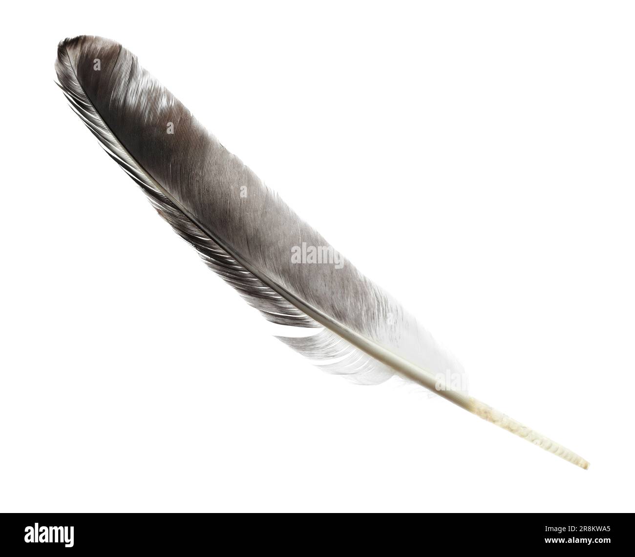 Beautiful grey bird feather isolated on white Stock Photo Alamy