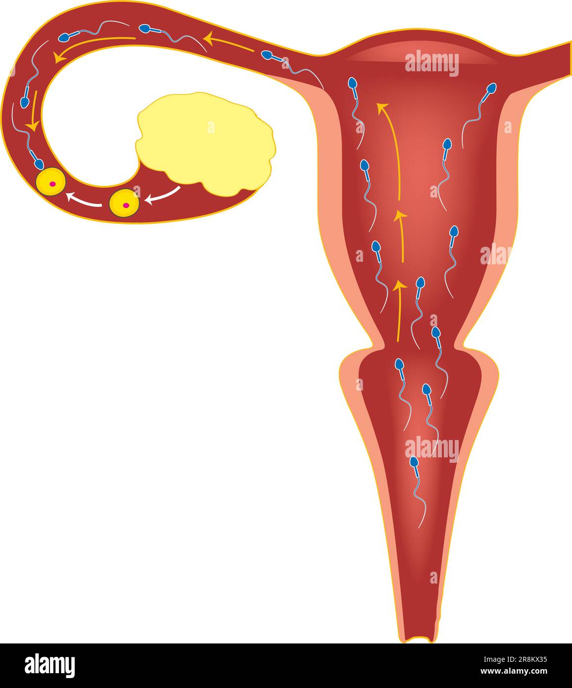 Human female reproductive system hi-res stock photography and images ...