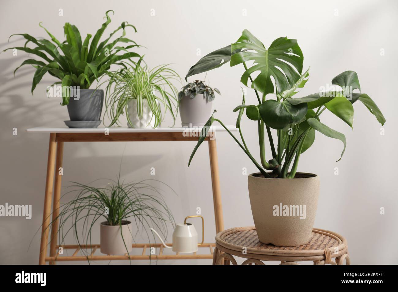 Green houseplants in pots near white wall, space for text Stock Photo ...