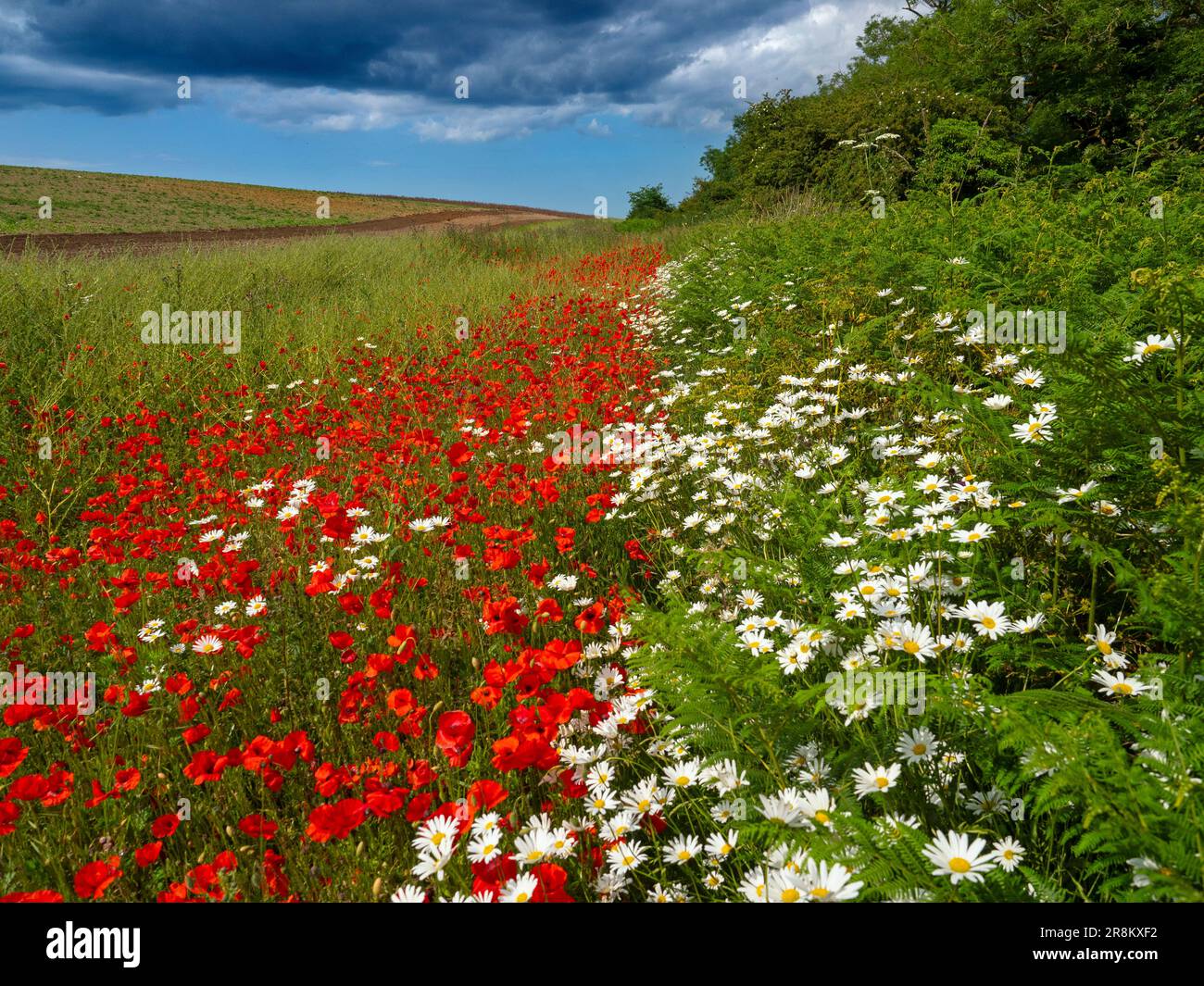 Papaver rhoeas - Corn poppies and Ox-eye Daises Leucanthemum vulgare on field margin late June Summer North Norfolk Stock Photo