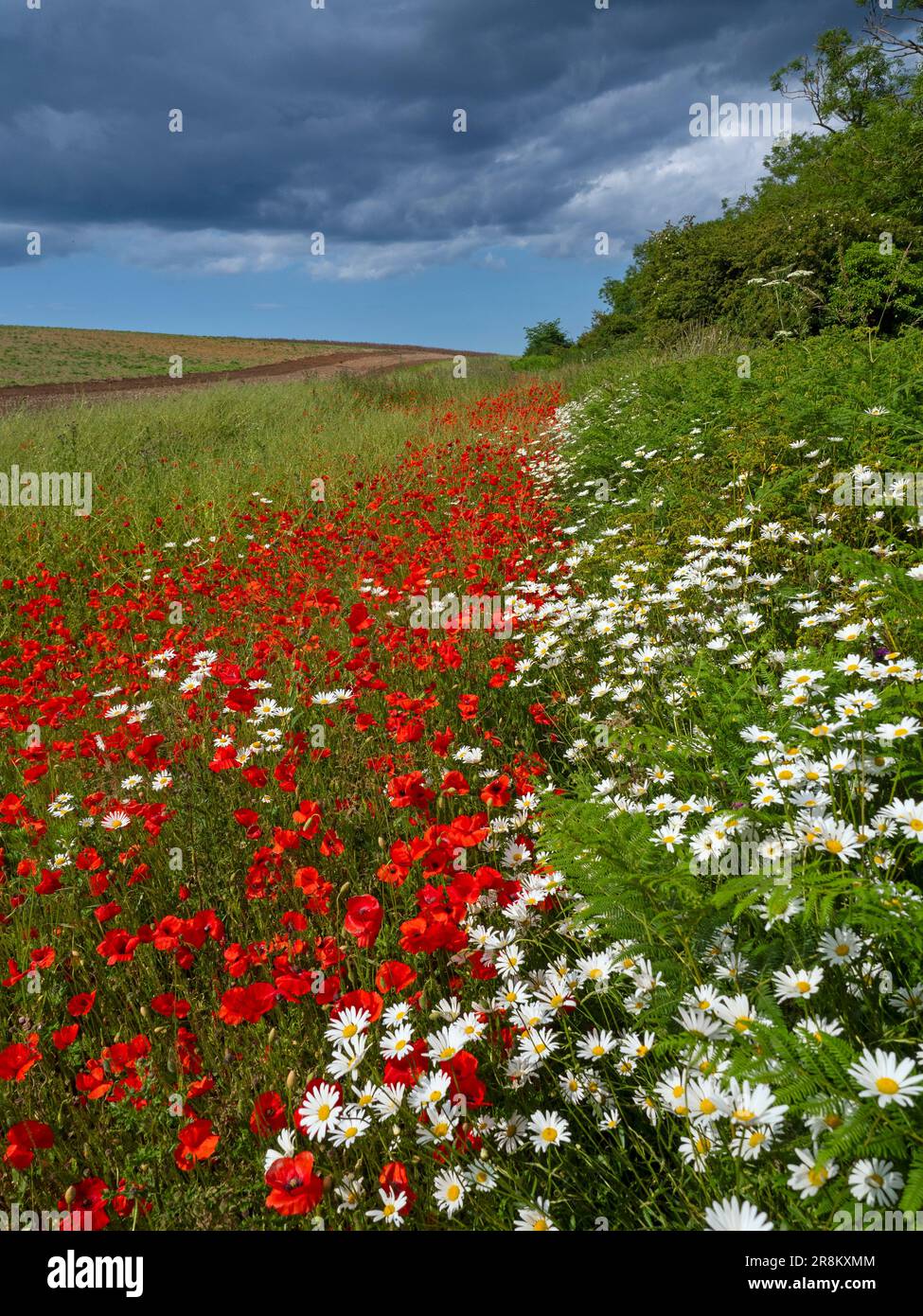 Papaver rhoeas - Corn poppies and Ox-eye Daises Leucanthemum vulgare on field margin late June Summer North Norfolk Stock Photo