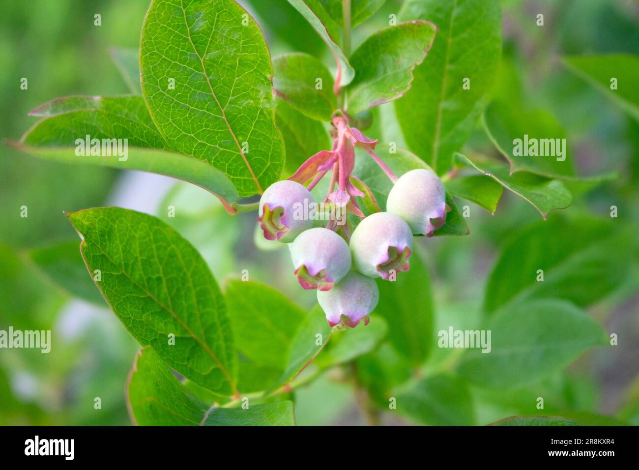 Branch of sweet blue berries on a plant in summer Stock Photo