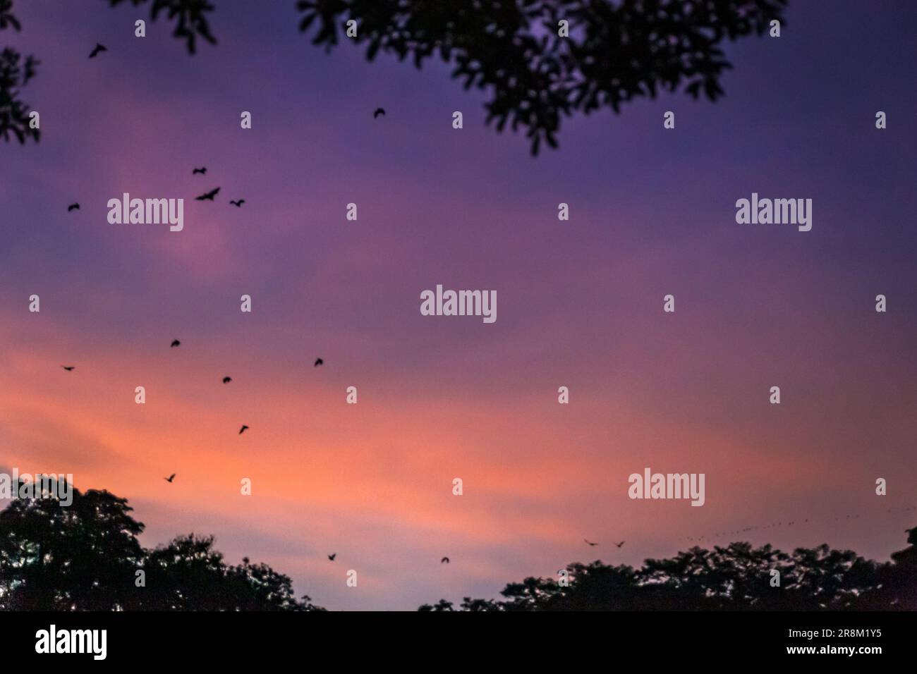 Flying Foxes / Bats (Pteropus) flying above Tree Tops in the Dusk, Yungaburra, Queensland, Australia. Stock Photo