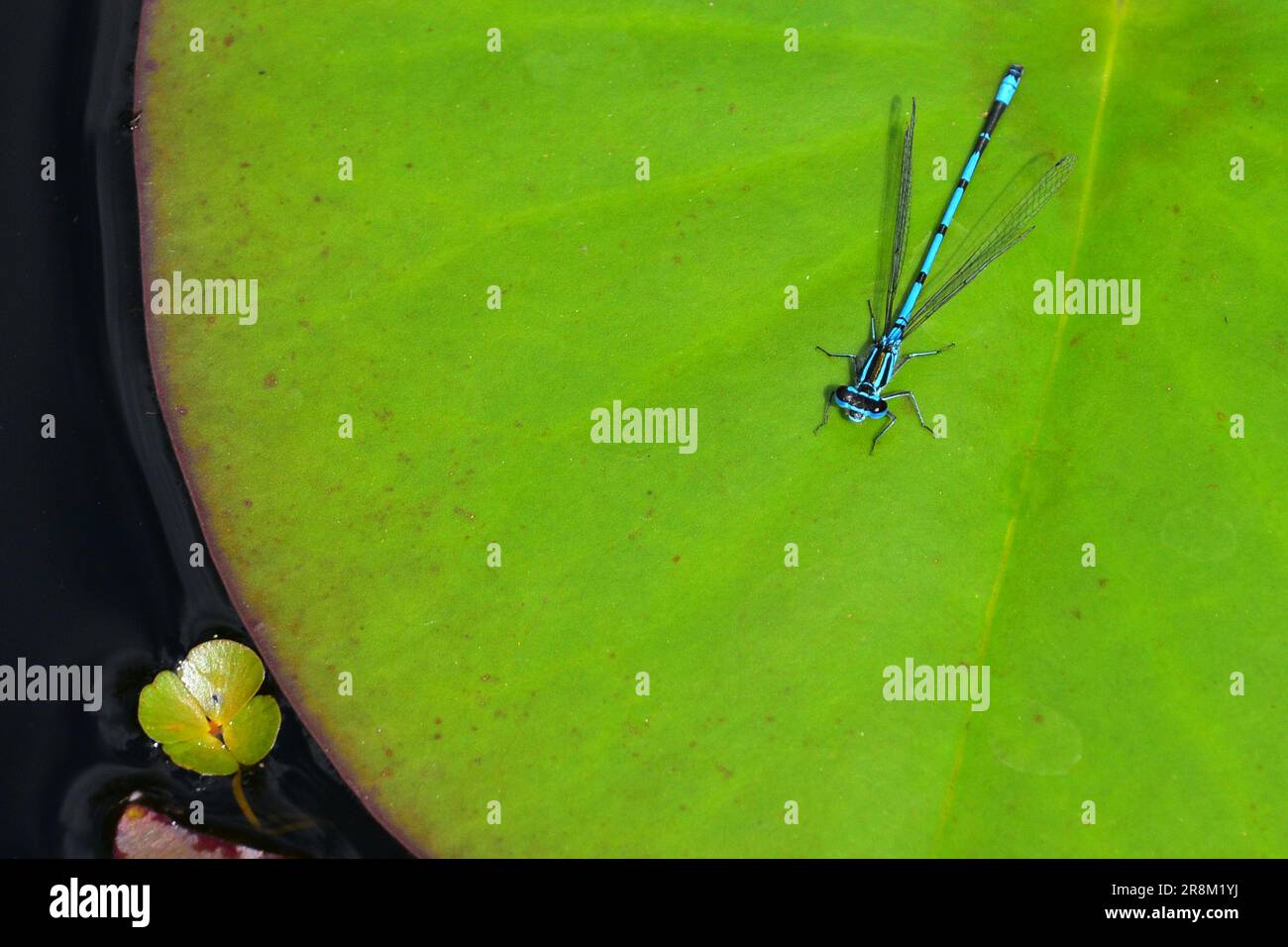Common Blue Damselfly Stock Photo - Alamy