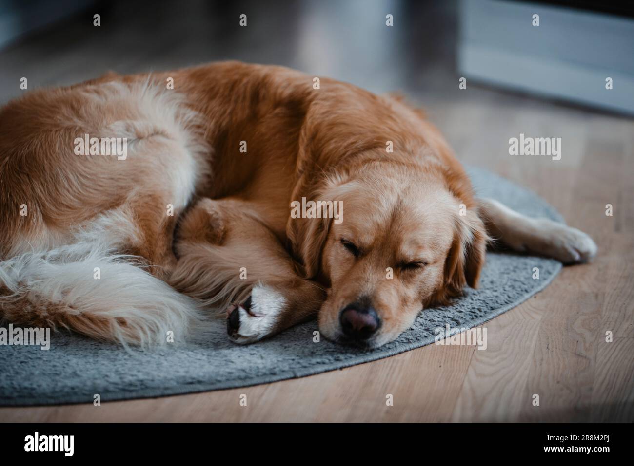 Sleep theme hi-res stock photography and images - Alamy