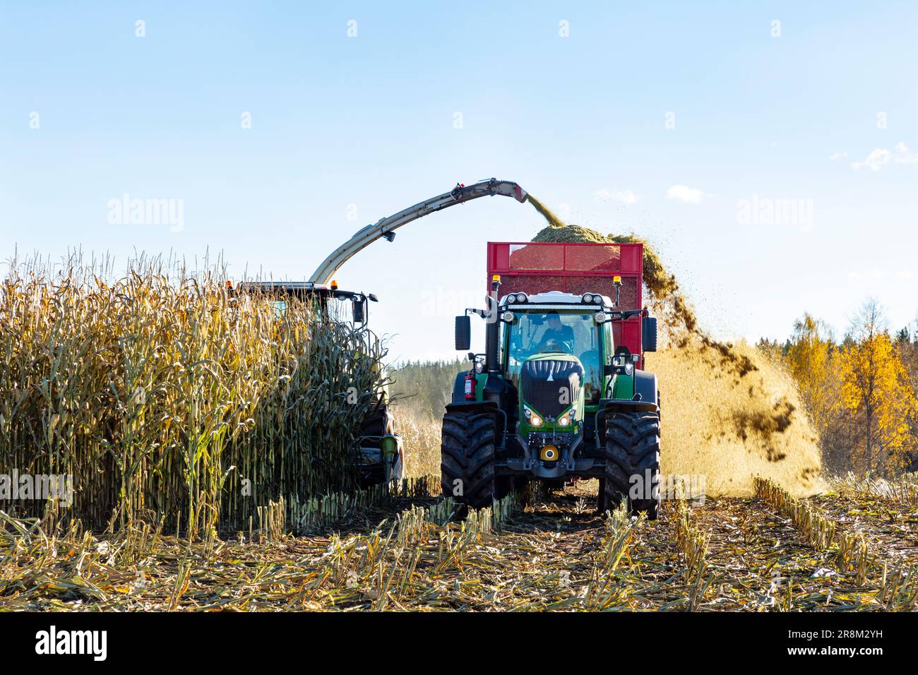 Harvester and tractor harvesting corn Stock Photo Alamy