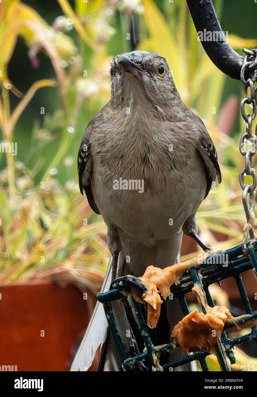 A wet Northern Mockingbird on the Peanut Butter bird feeder Stock Photo