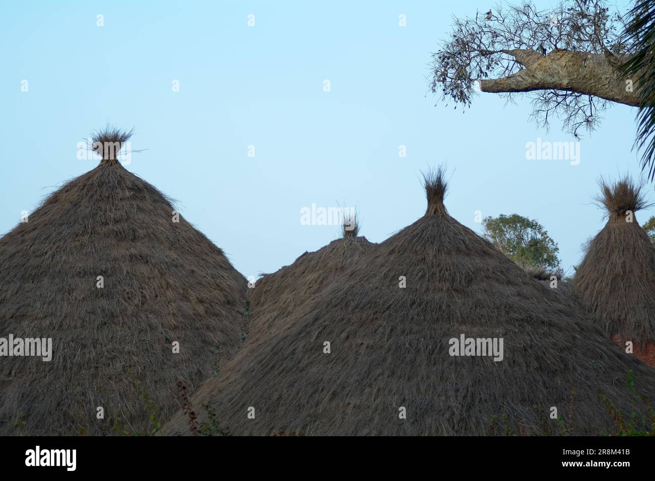 Detail of the roof of some African huts next to the branch of a baobab tree. Stock Photo