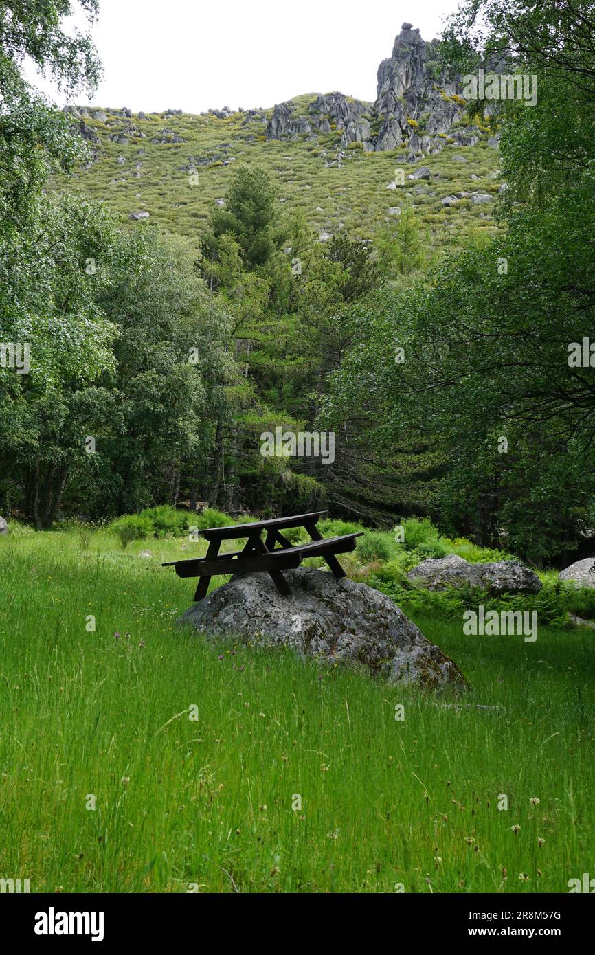 Picnic table isolated on green forest Stock Photo