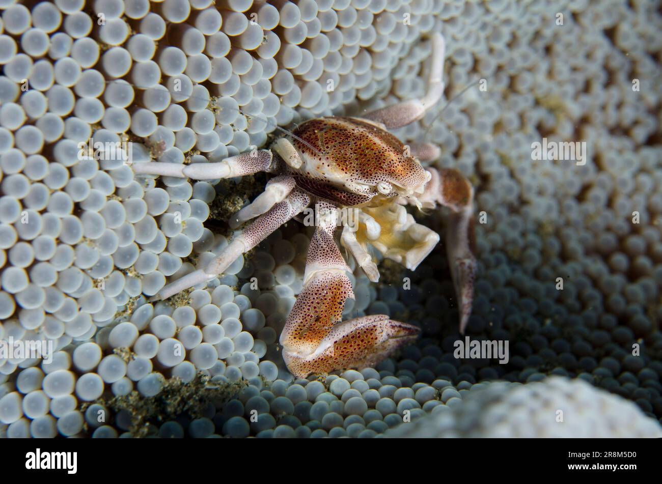 Porcelain Crab, Neopetrolisthes maculatus, on Giant Carpet Anemone, Stichodactyla gigantea, Laha dive site, Ambon, Maluku, Indonesia, Banda Sea Stock Photo