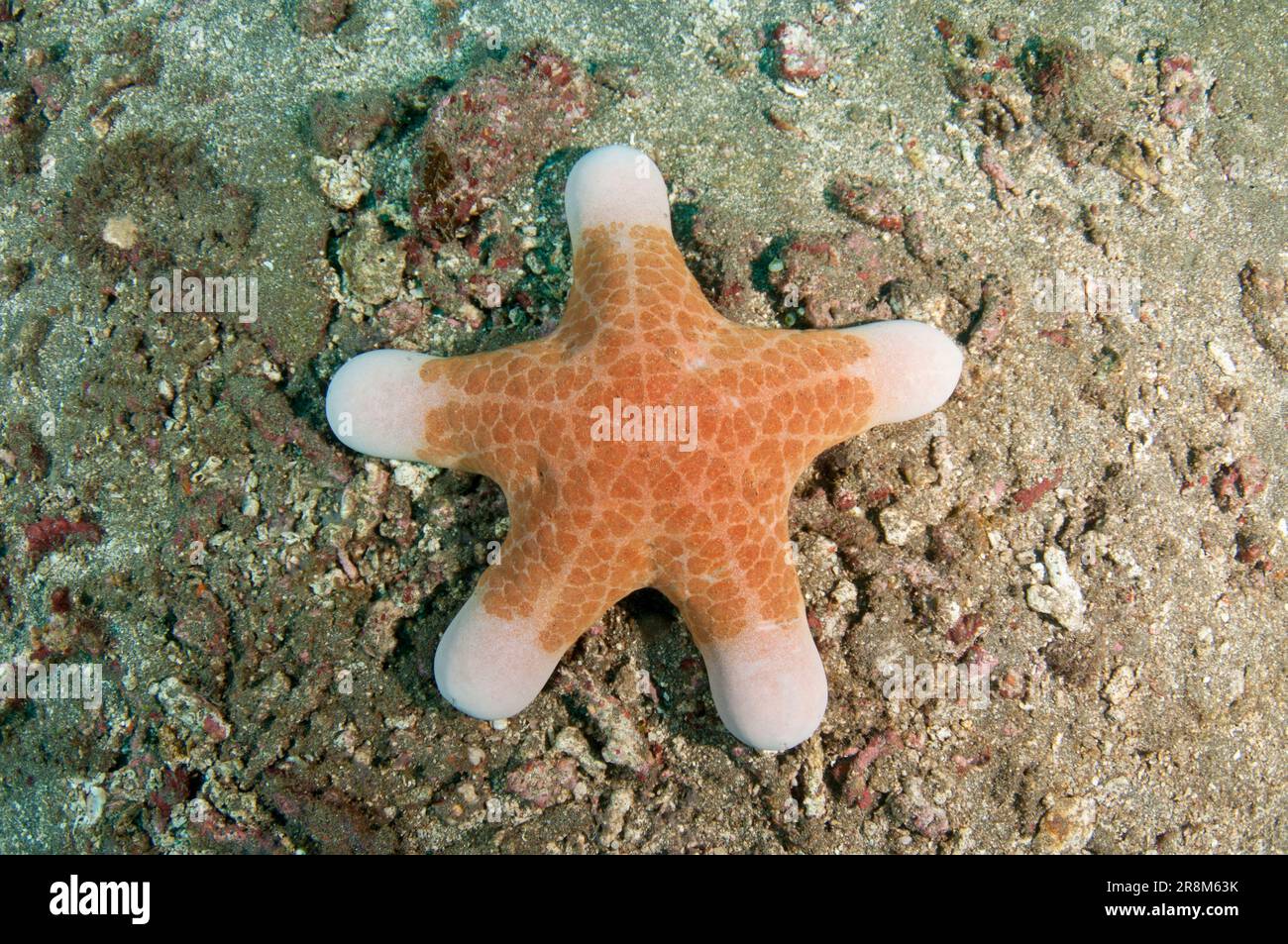 Granular Sea Star, Choriaster granulatus, Vienna dive site, Amed, Bali, Indonesia, Indian Ocean Stock Photo