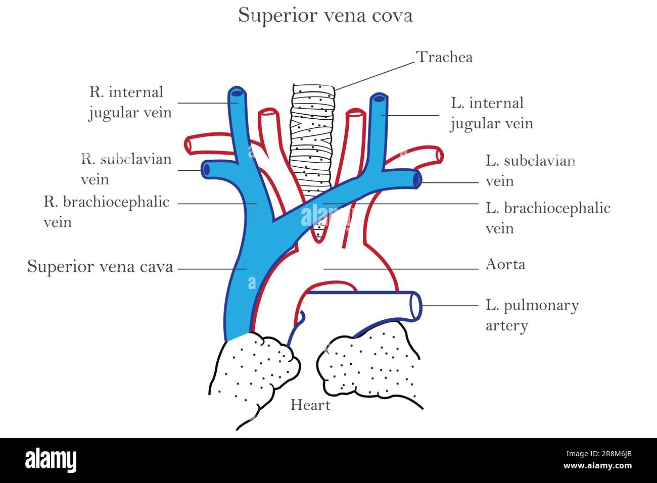 A detailed diagram of the human heart and superior vena cova Stock ...