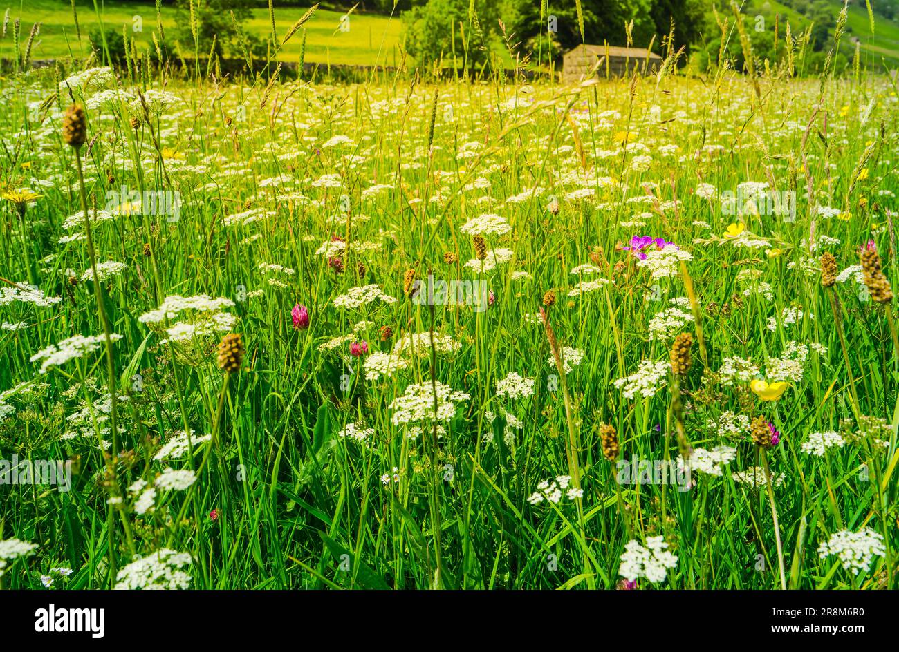 Summer time and the wild flower meadows in Swaledale are full of flowers of different colours. Stock Photo