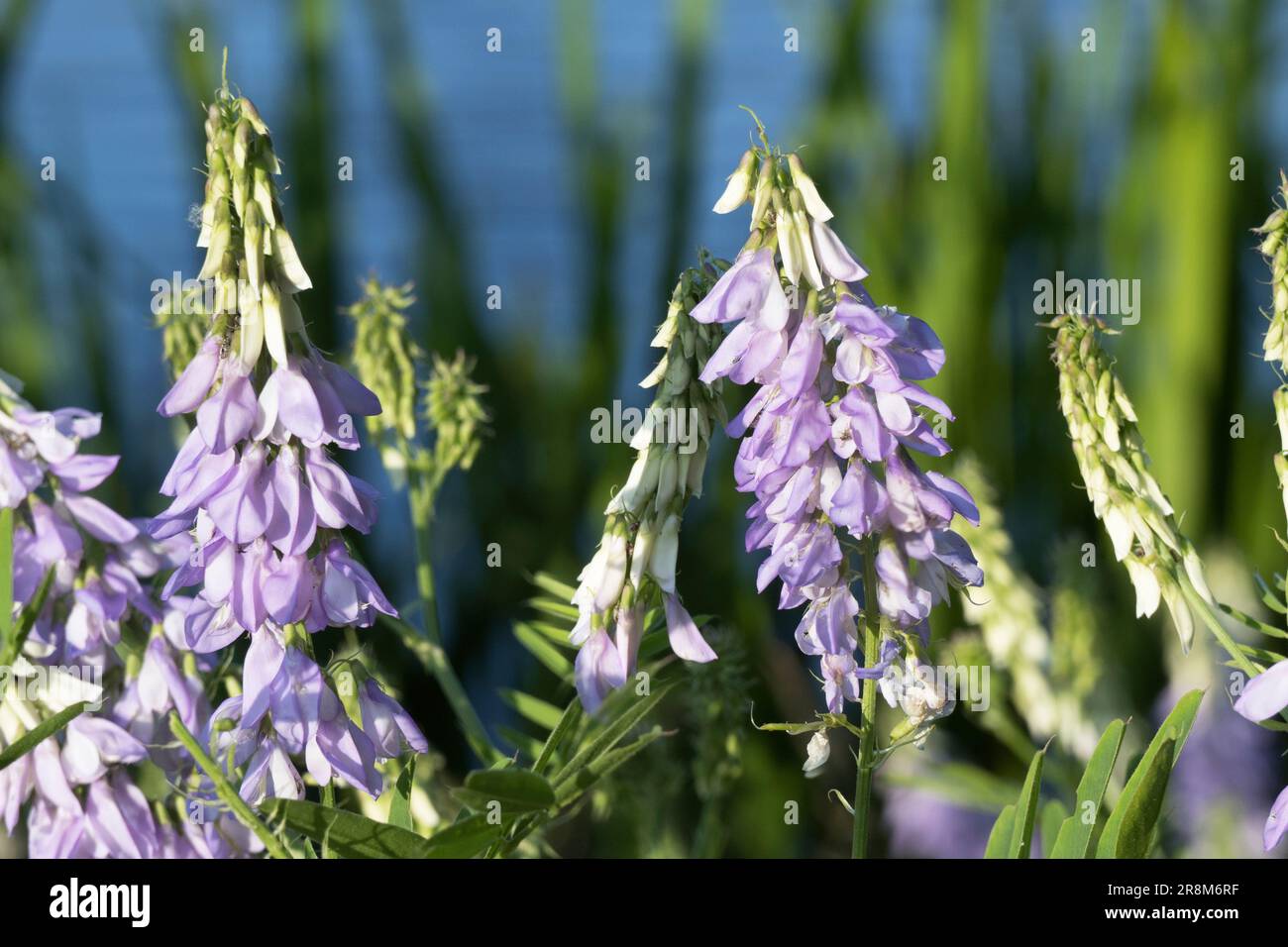 Goats Rue Galega Officinalis in a wild flower growing often on the side of wetlands Stock Photo