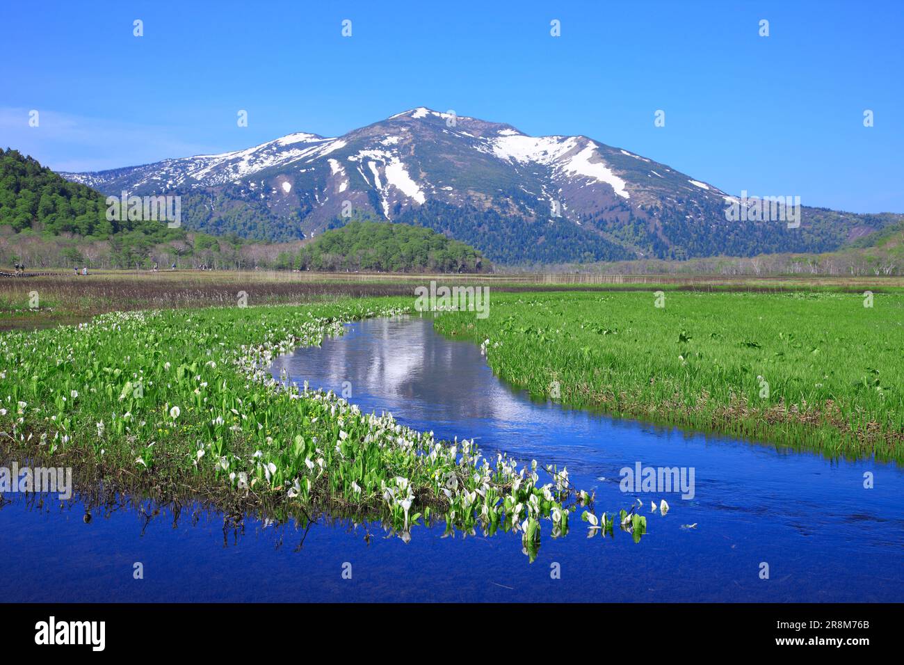Asian skunk cabbage in Ozegahara and Mt. Shibutsu Stock Photo - Alamy