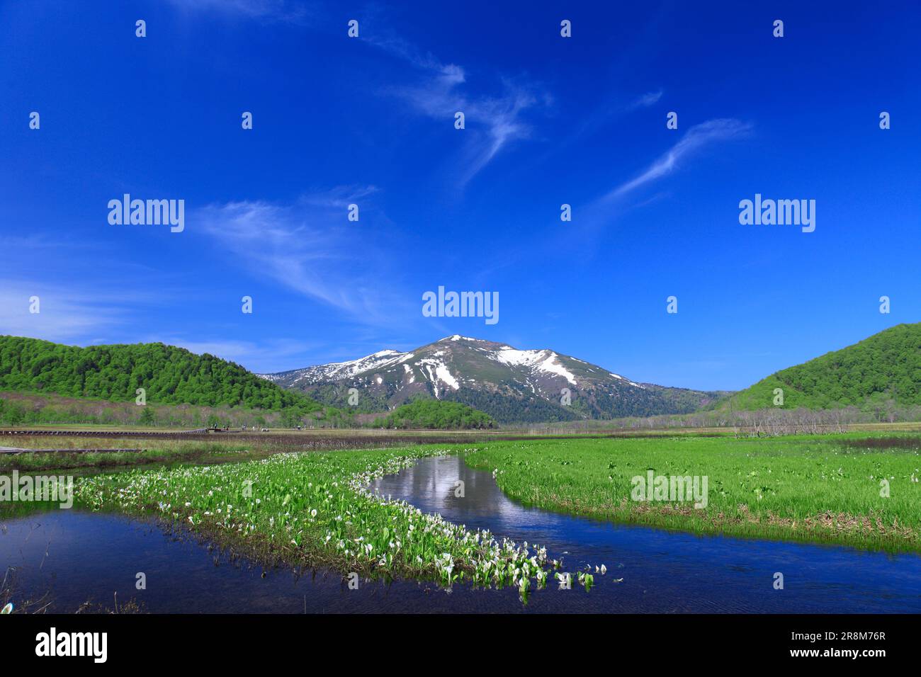 Asian skunk cabbage in Ozegahara and Mt. Shibutsu Stock Photo - Alamy
